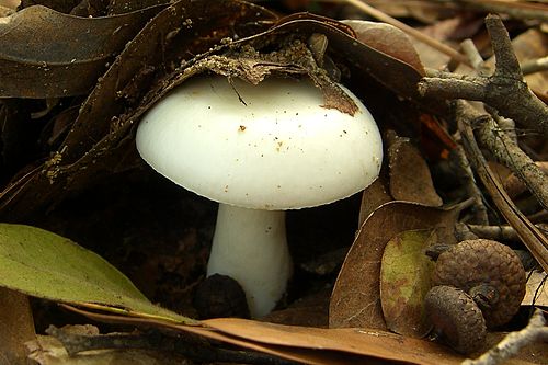 Russula albidula